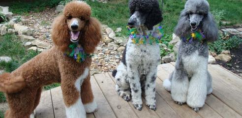 Champion Sired Standard Poodles - Dog and Puppy Pictures