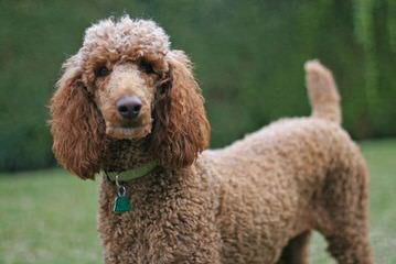 Paragon Poodles - Dog and Puppy Pictures