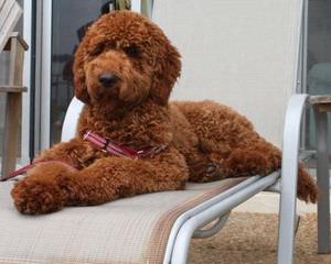 Country Haven Standard Poodles - Dog Breeders