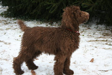 Elite Standard Poodle - Dog Breeders