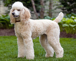 JMS Standard Poodles - Dog Breeders