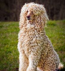 Hidden Meadows Parti Poodles - Dog and Puppy Pictures