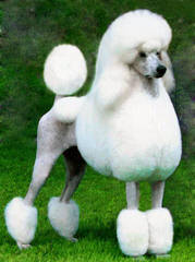 Champion Sired Standard Poodles - Dog Breeders