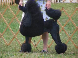 Champion Sired Standard Poodles - Dog and Puppy Pictures