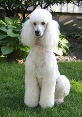 Standard Poodle - Dog Breeders