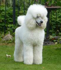 Sage Standard Poodles - Dog Breeders