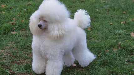 Eleni’s Moonstruck Poodles - Dog Breeders