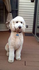 Just A Walk Home Breeder Of Rare Parti Multigen Labradoodles. All Sizes Available - Dog Breeders