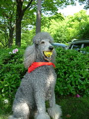 Standard Poodle Puppies - Dog Breeders