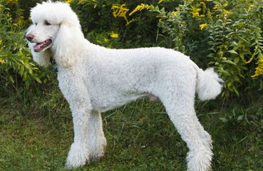 Galyn’s Standard Poodles - Dog Breeders