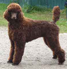 Argan Standard Poodles - Dog Breeders