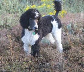 Sage Standard Poodles - Dog and Puppy Pictures