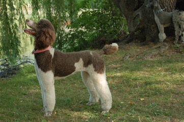 East Tennessee Standard Poodles - Dog and Puppy Pictures