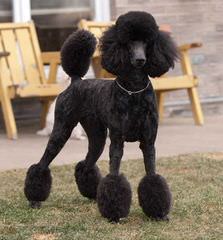 Eleni’s Moonstruck Poodles - Dog Breeders