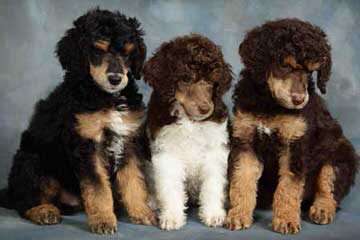 Standard Poodles - Dog Breeders