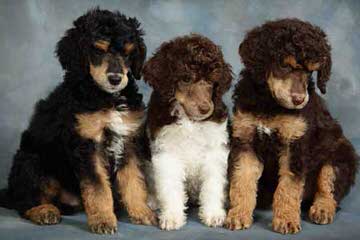 Country Haven Standard Poodles - Dog Breeders