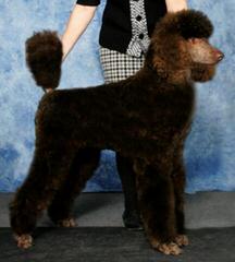 JMS Standard Poodles - Dog Breeders