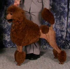 Standand Poodles - Dog and Puppy Pictures