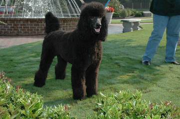 Standard Poodle Puppies - Dog Breeders