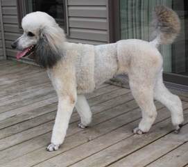 JMS Standard Poodles - Dog and Puppy Pictures