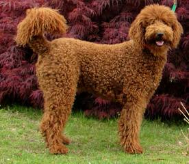 A Patchwork Of Poodles - Dog Breeders