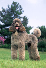 De Medici Poodles Raising Standard Poodles Bred For Temperament - Dog and Puppy Pictures