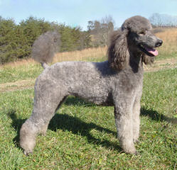 Firebrook Poodles - Dog Breeders