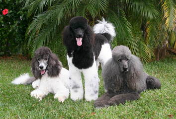 Bunne’ Standard Poodles - Dog and Puppy Pictures