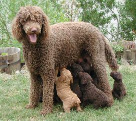 Mt. Hope Standard Poodles - Dog Breeders