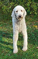 Standard Poodle - Dog Breeders