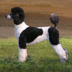 Kiziah Poodles - Dog Breeders