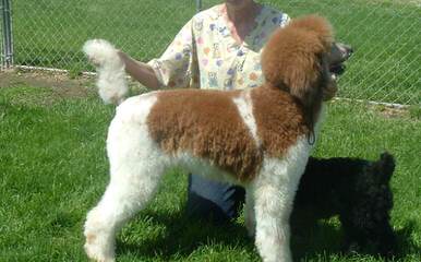 Standard Poodle Puppies - Dog Breeders