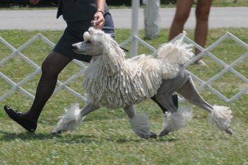 Bunne’ Standard Poodles - Dog and Puppy Pictures