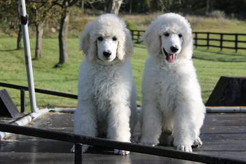 Admiration Standard Poodles - Dog Breeders