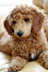 Baker’s Akc Standard Poodles - Dog Breeders