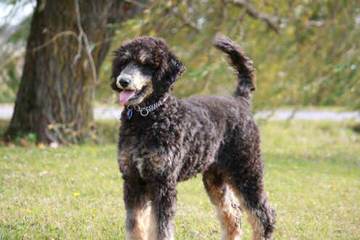 Baker’s Akc Standard Poodles - Dog Breeders