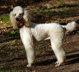 Eleni’s Moonstruck Poodles - Dog and Puppy Pictures