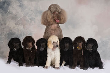 A Patchwork Of Poodles - Dog Breeders