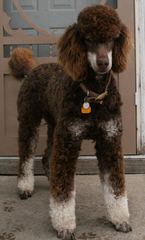 Argan Standard Poodles - Dog and Puppy Pictures