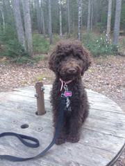 Bunne’ Standard Poodles - Dog and Puppy Pictures