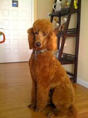 Sage Standard Poodles - Dog Breeders