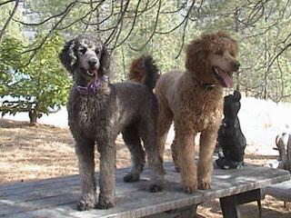 Dolce Standard Poodles And Goldendoodles - Dog and Puppy Pictures