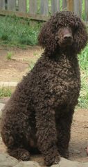 Elite Standard Poodle - Dog and Puppy Pictures