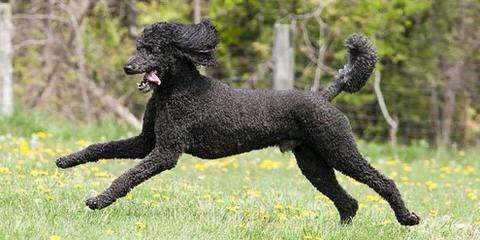 Hidden Meadows Parti Poodles - Dog Breeders