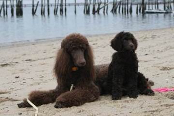 Argan Standard Poodles - Dog Breeders