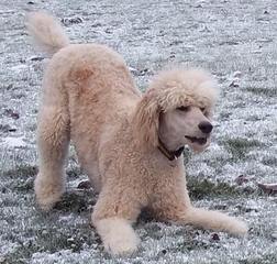 Akc Standard Poodles - Dog and Puppy Pictures