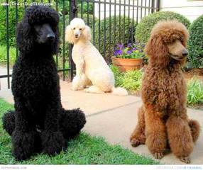 Country Haven Standard Poodles - Dog Breeders