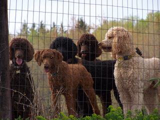 Mt. Hope Standard Poodles - Dog Breeders