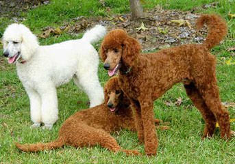 Bunne’ Standard Poodles - Dog and Puppy Pictures