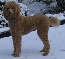 Standard Poodle Stud-Parti Colored - Dog Breeders